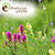 Wilde Blumenwiese in der Natur