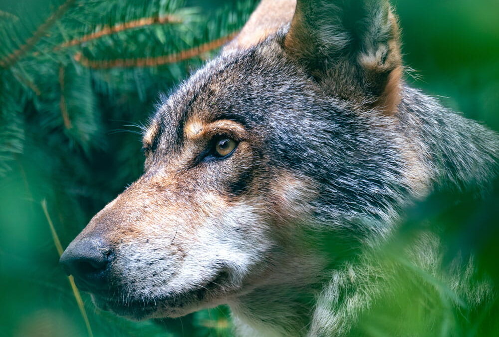 Stiftung Erdheilungsplätze - Wolfsexperte Axel Gomile