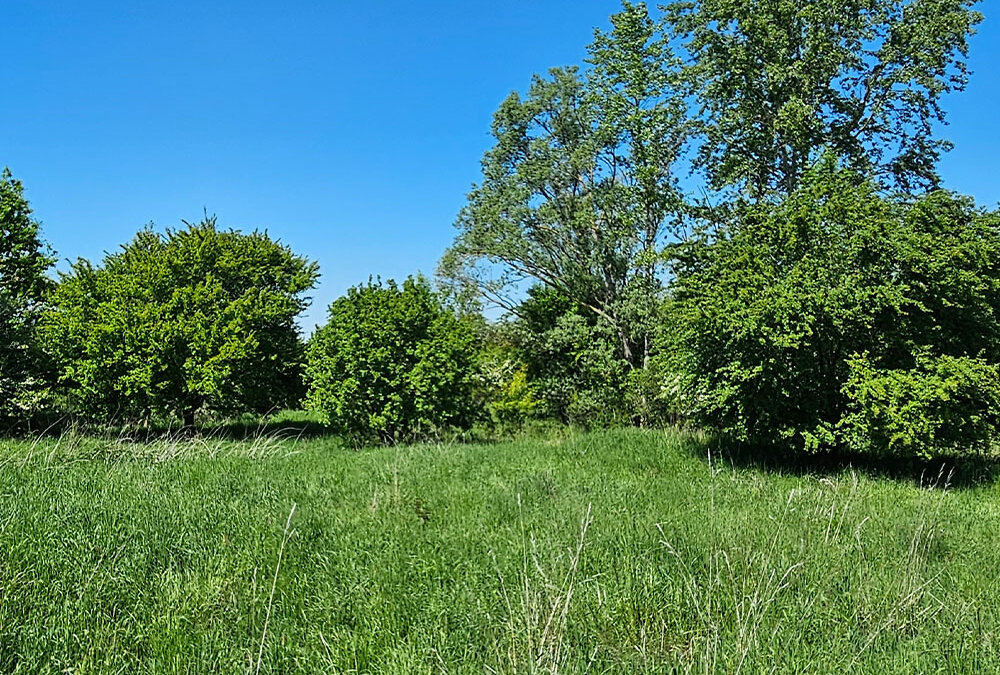 Der Erdheilungsplatz Hohenweiden II im Mai 2025