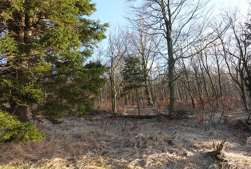 Der potenzielle Erdheilungsplatz am Ahornberg