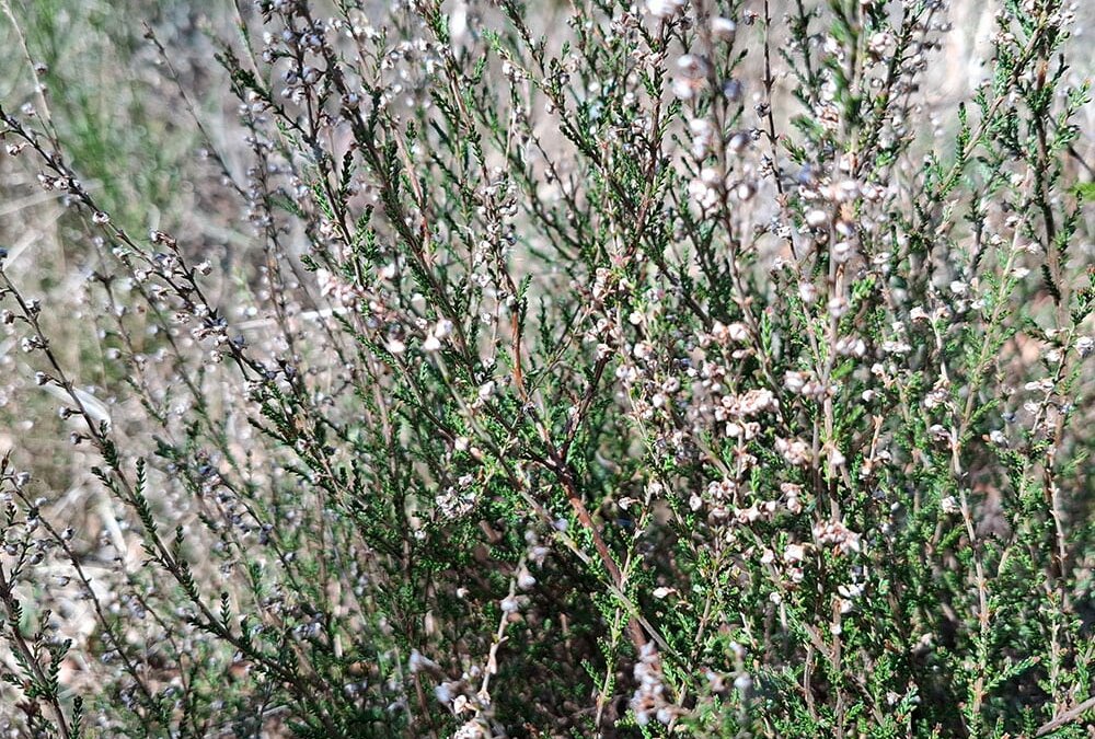 Der Erdheilungsplatz Gummersbach Sonnenberg im April 2025 - erste Blüten sind zu sehen