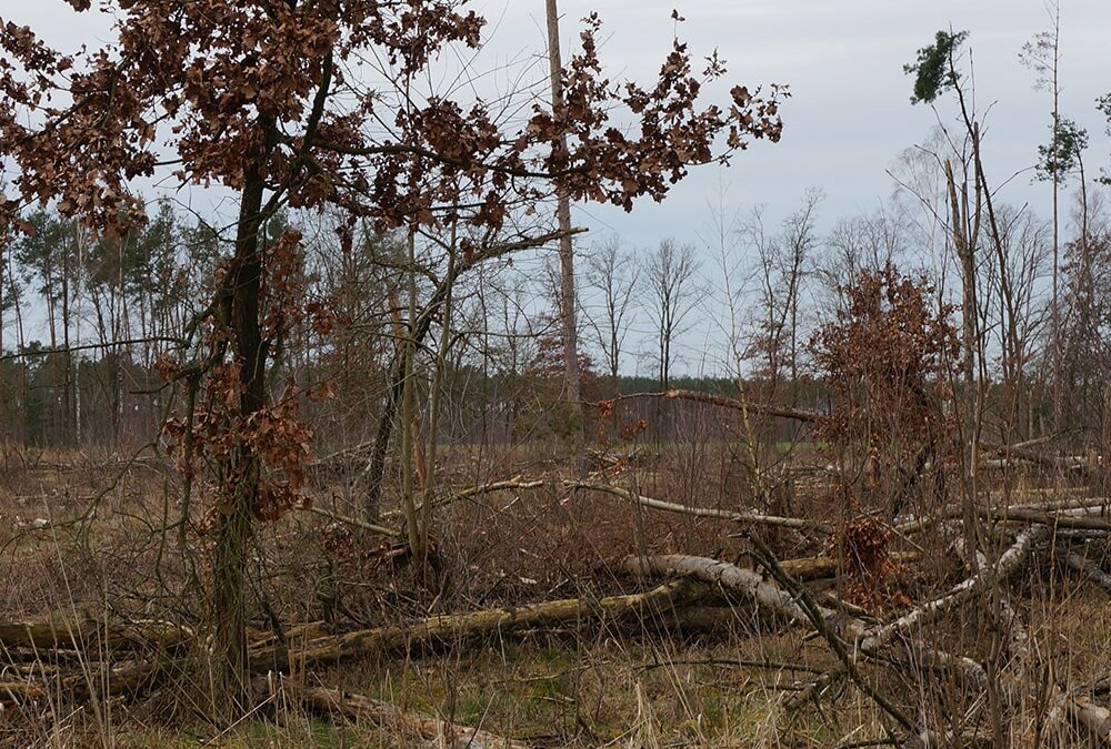 Erdheilungsplatz Luko Wald