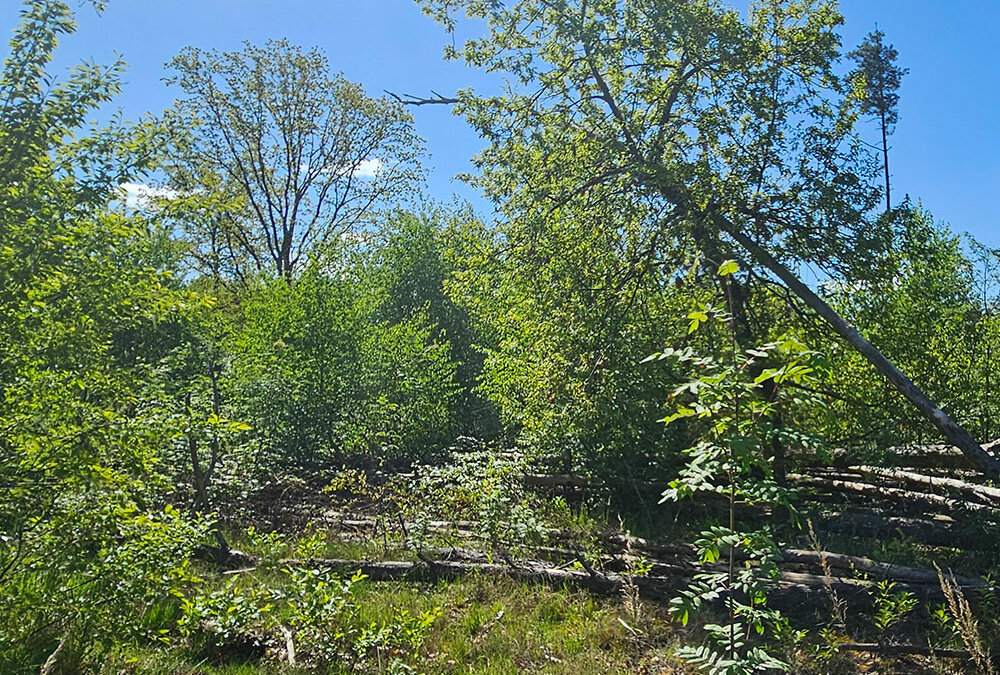 Erdheilungsplatz Luko Wald im Mai 2025