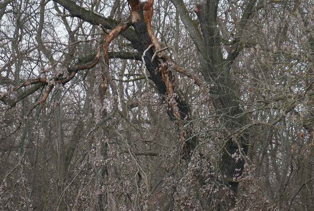 Erdheilungsplatz Zöschen Wald 306