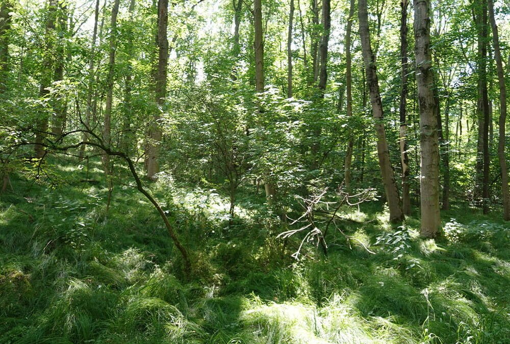 Ein Waldstück in Meißen ist zum Erdheilungsplatz geworden