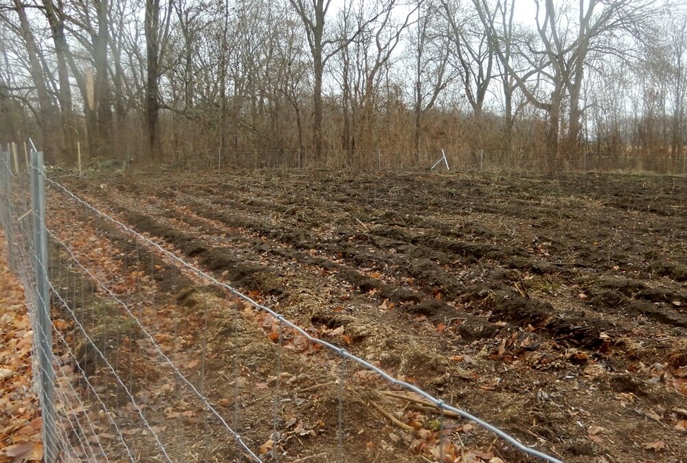 Projekt Wald Dölkau