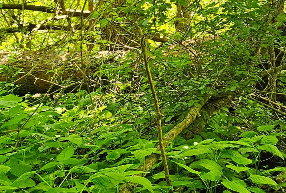 Der Erdheilungsplatz Hohenweiden I im Mai 2025