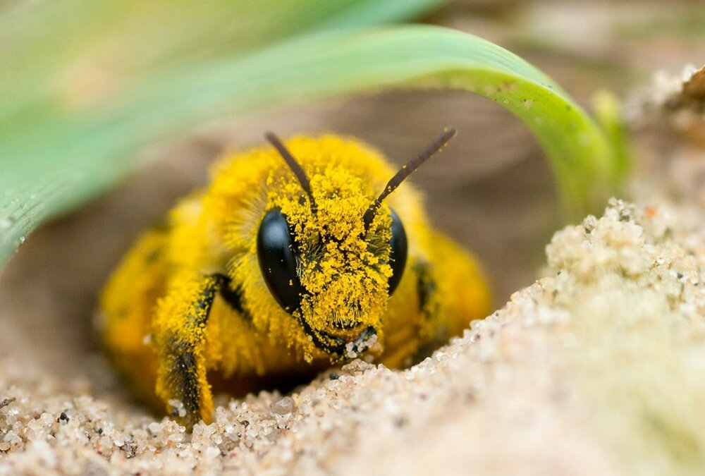 Stiftung Erdheilungsplatze Biene Erdnest