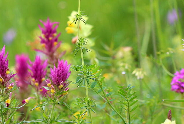 Wilde Blumenwiese