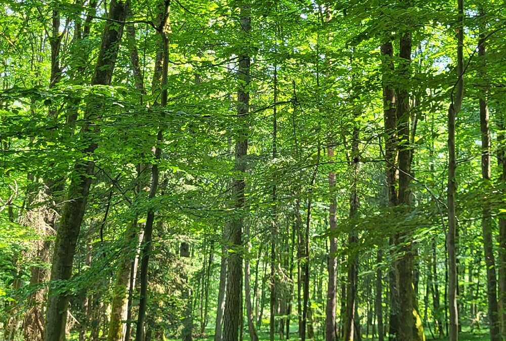 Der Steigerwald in Ebracht