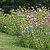 stiftung_erdheilungsplaetze_oekologischer_garten_wildnis wilde Blumenwiesen in einem Garten