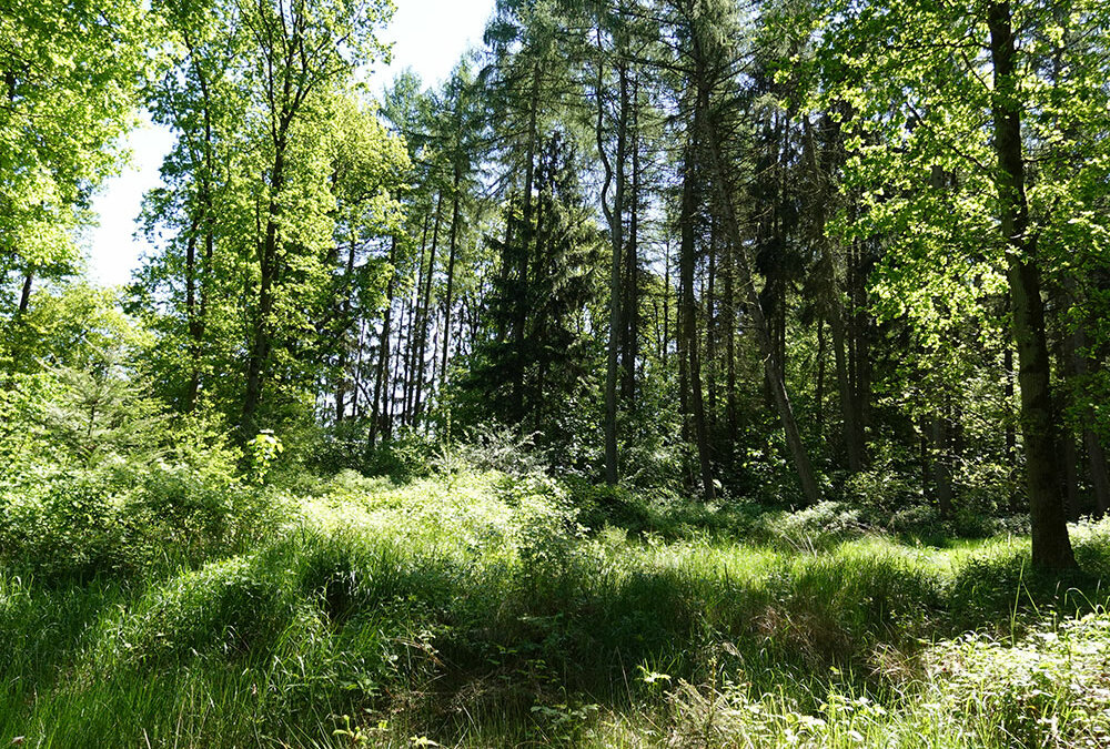 Möglicher Erdheilungsplatz in Holdorf