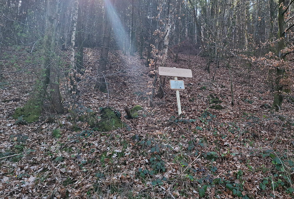 Die Sonne scheint durch die Baumstämme am Erdheilungsplatz Gummersbach Höhe