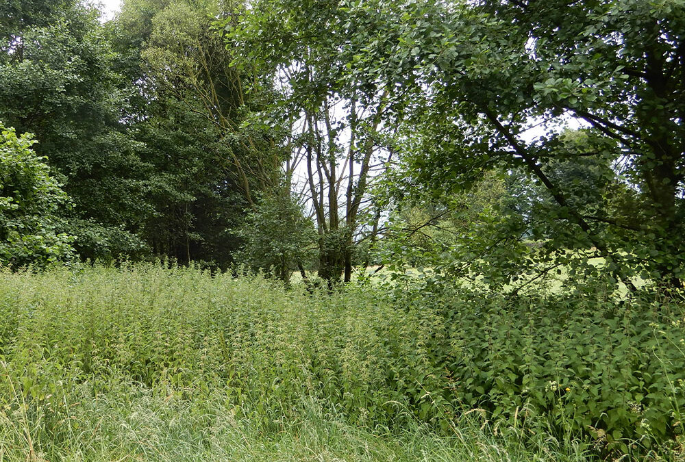 Der Erdheilungsplatz Ludwigsau im Juli 2025