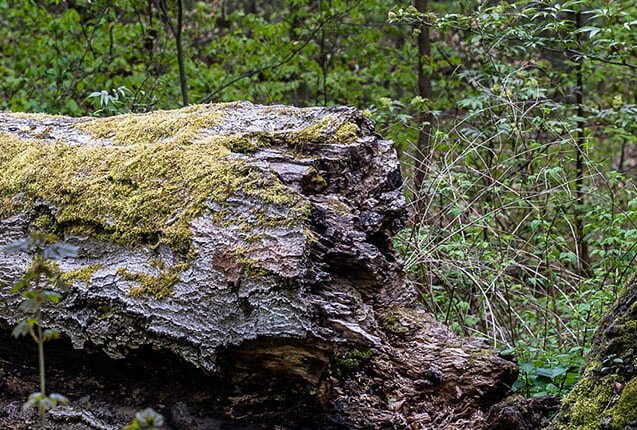 Ein Baumstumpf und der liegen gelassene Baum, bewachsen mit Moos und Pilzen