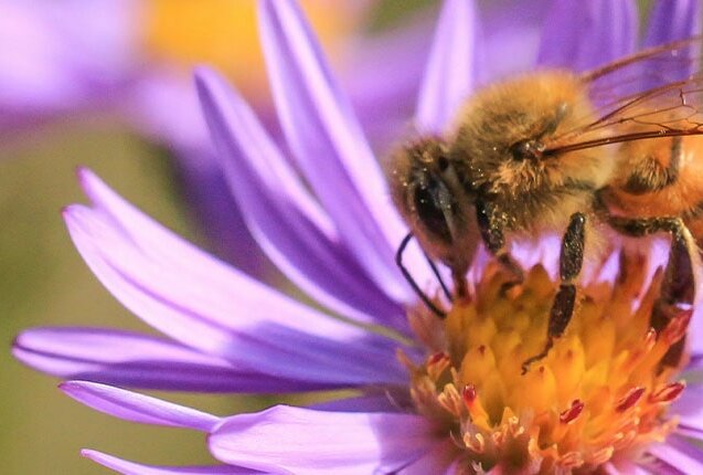 Blühende Herbstaster mit einer Biene