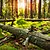 Baumstamm im Wald Baumstamm im Wald