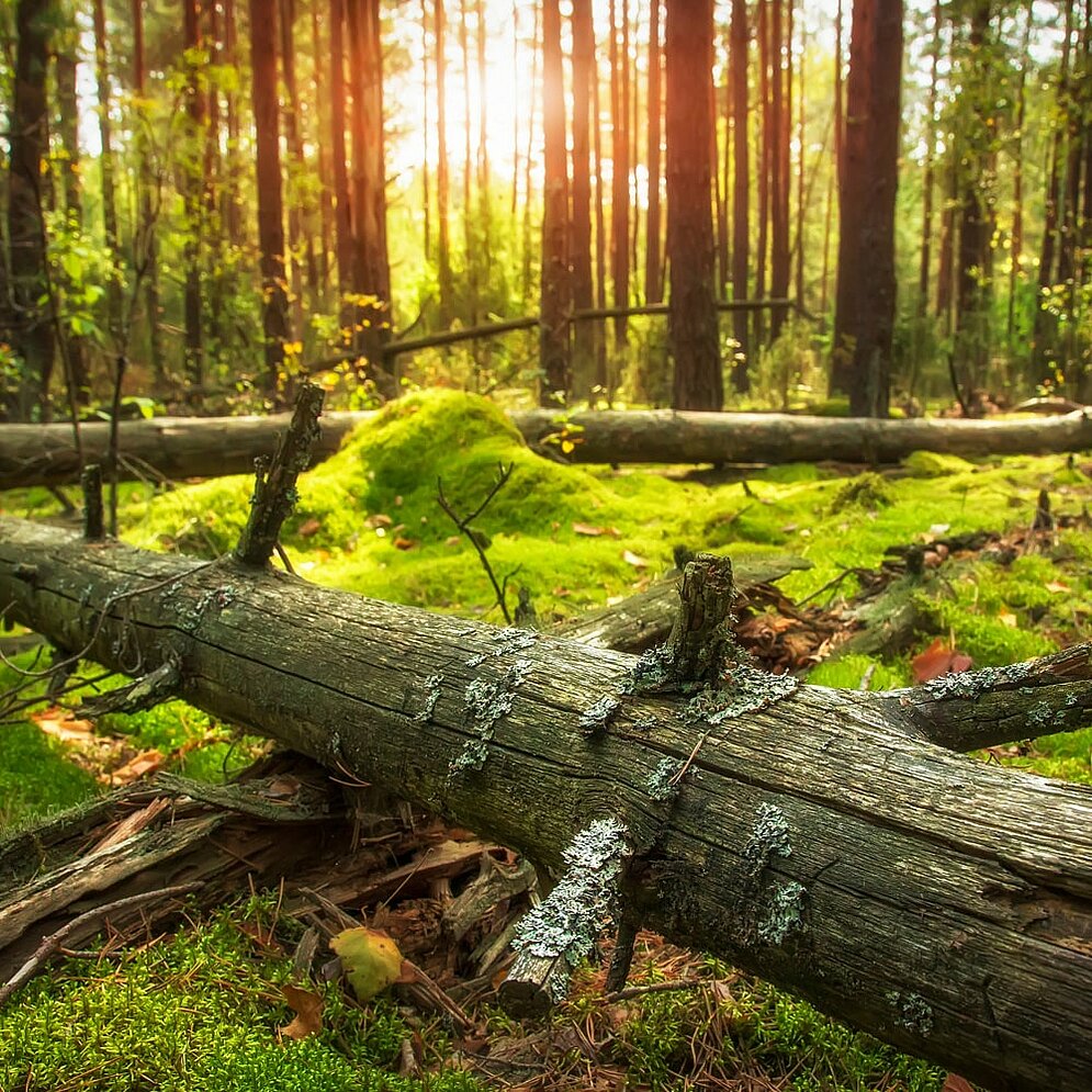 Baumstamm im Wald