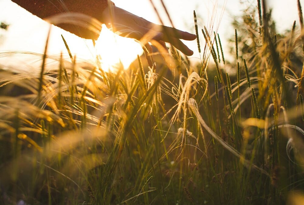 Mensch in Harmonie mit der Natur - Hand streicht durch Gras