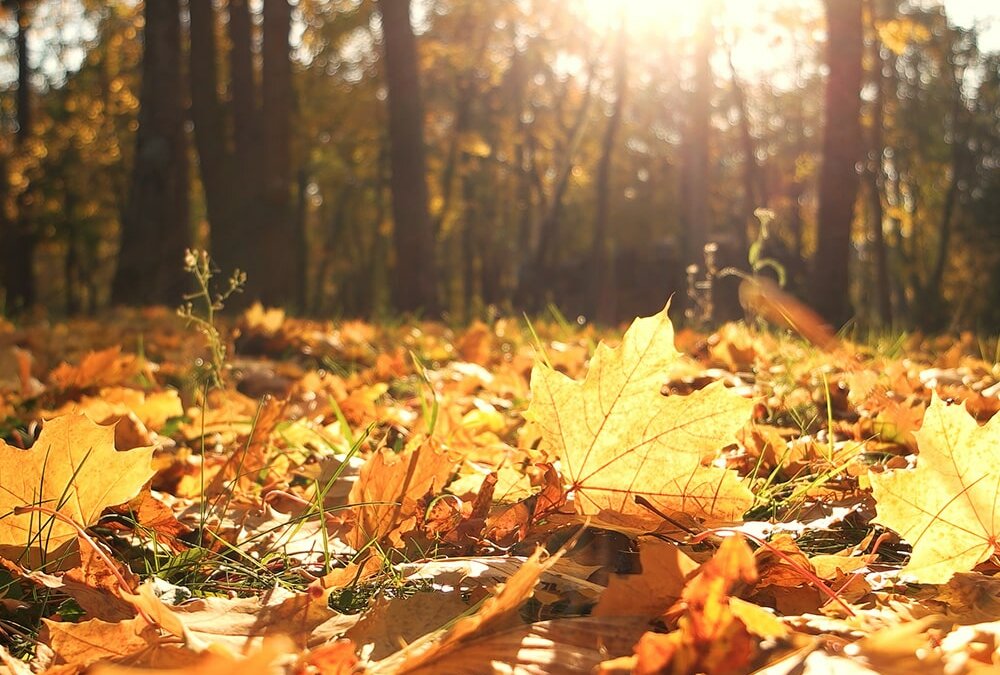 Blätter auf dem Waldboden im Sonnenlicht - Schönheit des Wertlosen