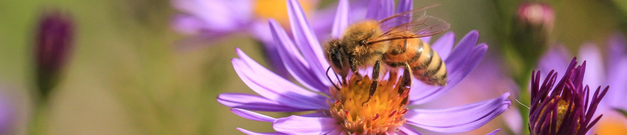 stiftung_erdheilungsplaetze_oekologischer_garten_header Blühende Herbstaster mit einer Biene