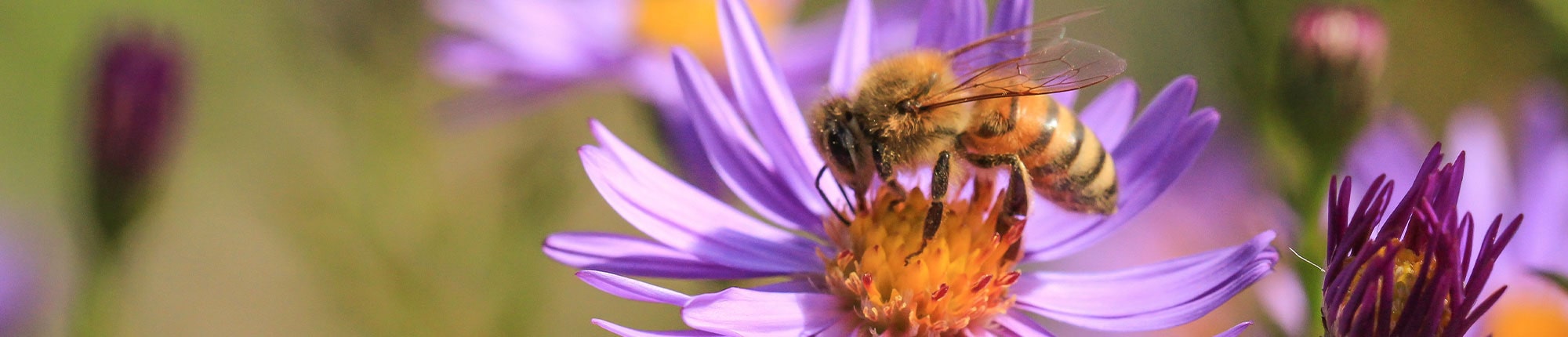 Blühende Herbstaster mit einer Biene