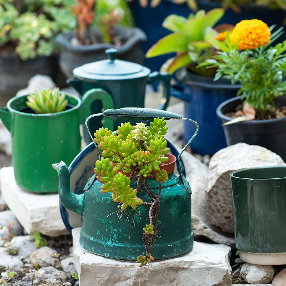 stiftung_erdheilungsplaetze_oekologischer_garten_recycling Alte Teekanne recycelt zu einem Blumentopf