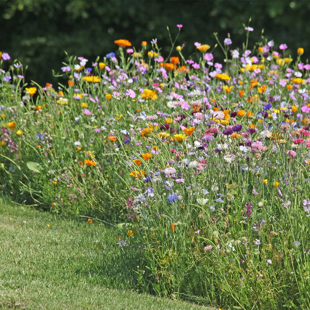 wilde Blumenwiesen in einem Garten