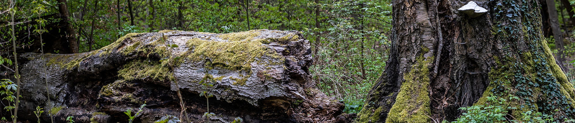 Ein Baumstumpf und der liegen gelassene Baum, bewachsen mit Moos und Pilzen