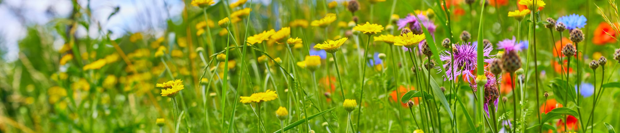 Stiftung Erdheilungsplätze Monokulturen Blumenwiese