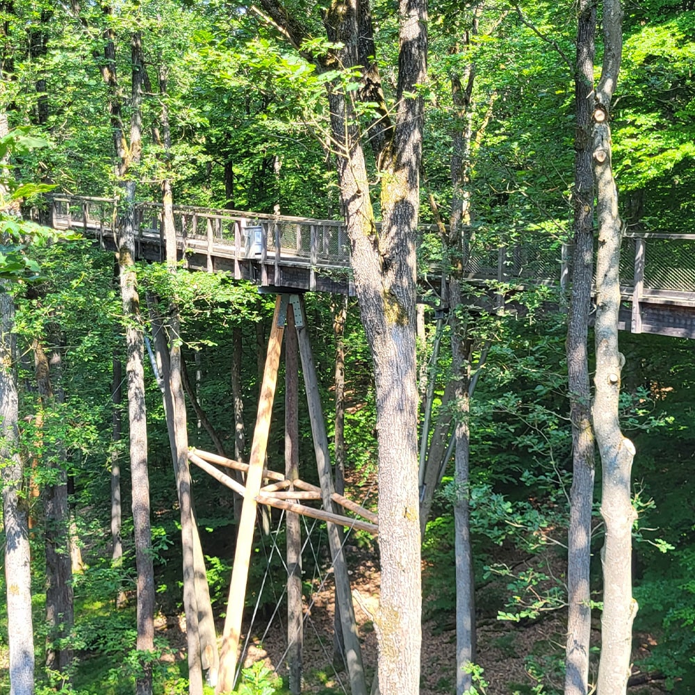 Stiftung Erdheilungsplätze Steigerwald Brücke Eine Hängebrücke im Steigerwald in Ebrach