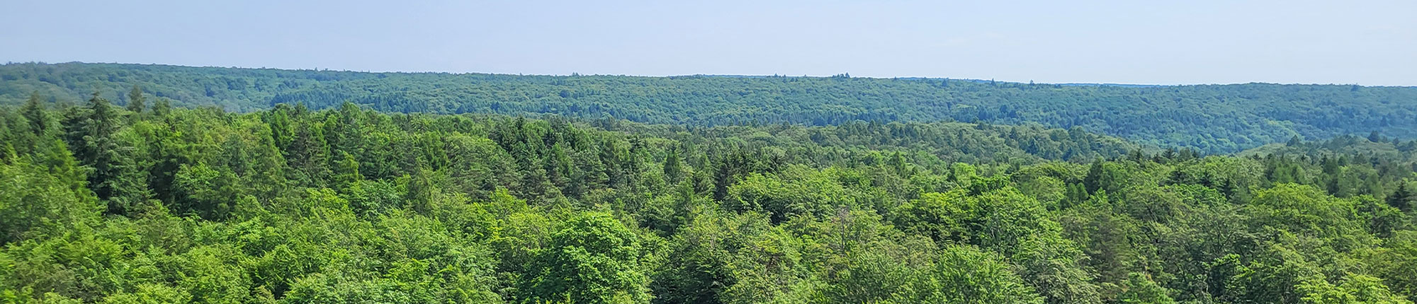 Das Panorama des Steigerwalds