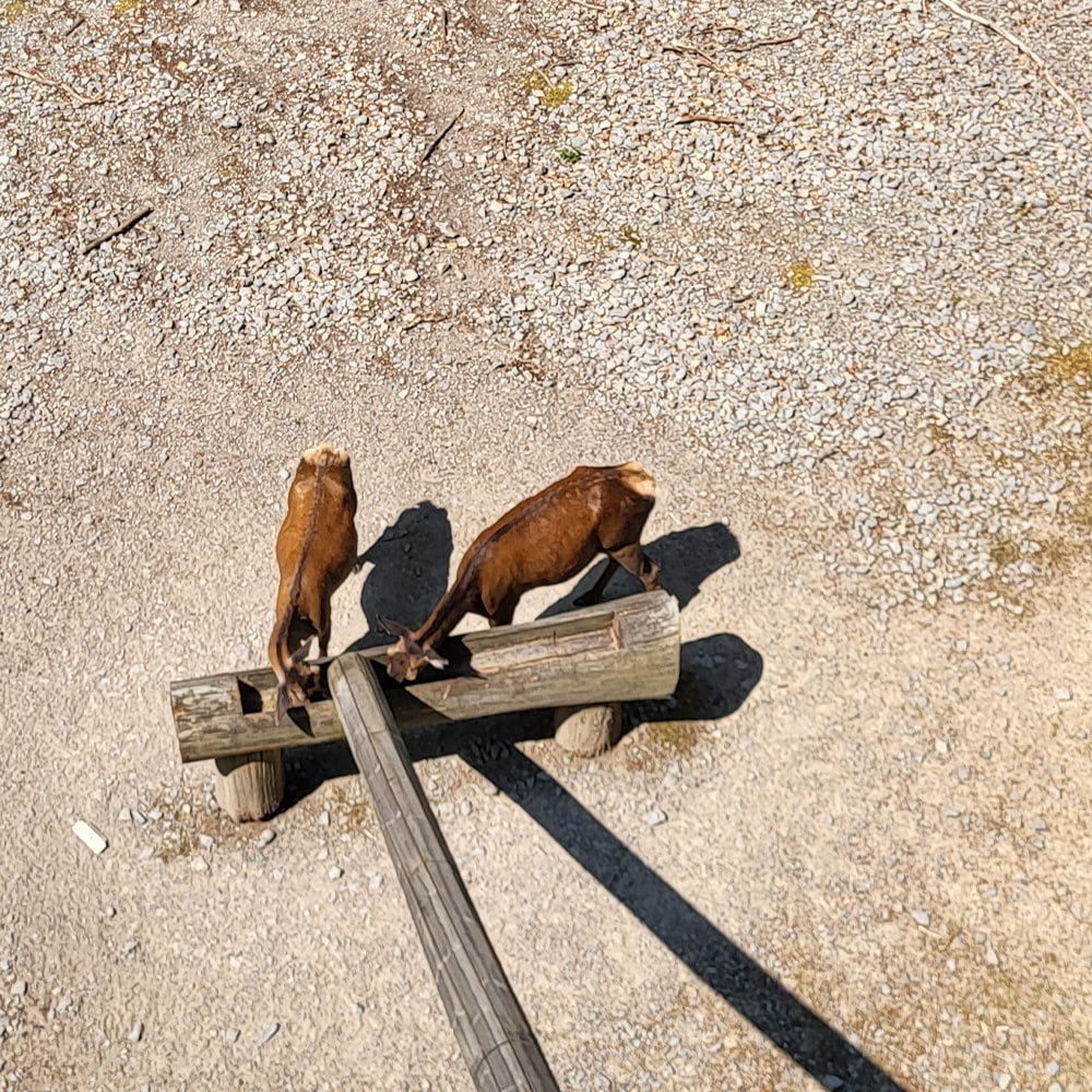 Wilde Rehe im Steigerwald an einer Futterkrippe