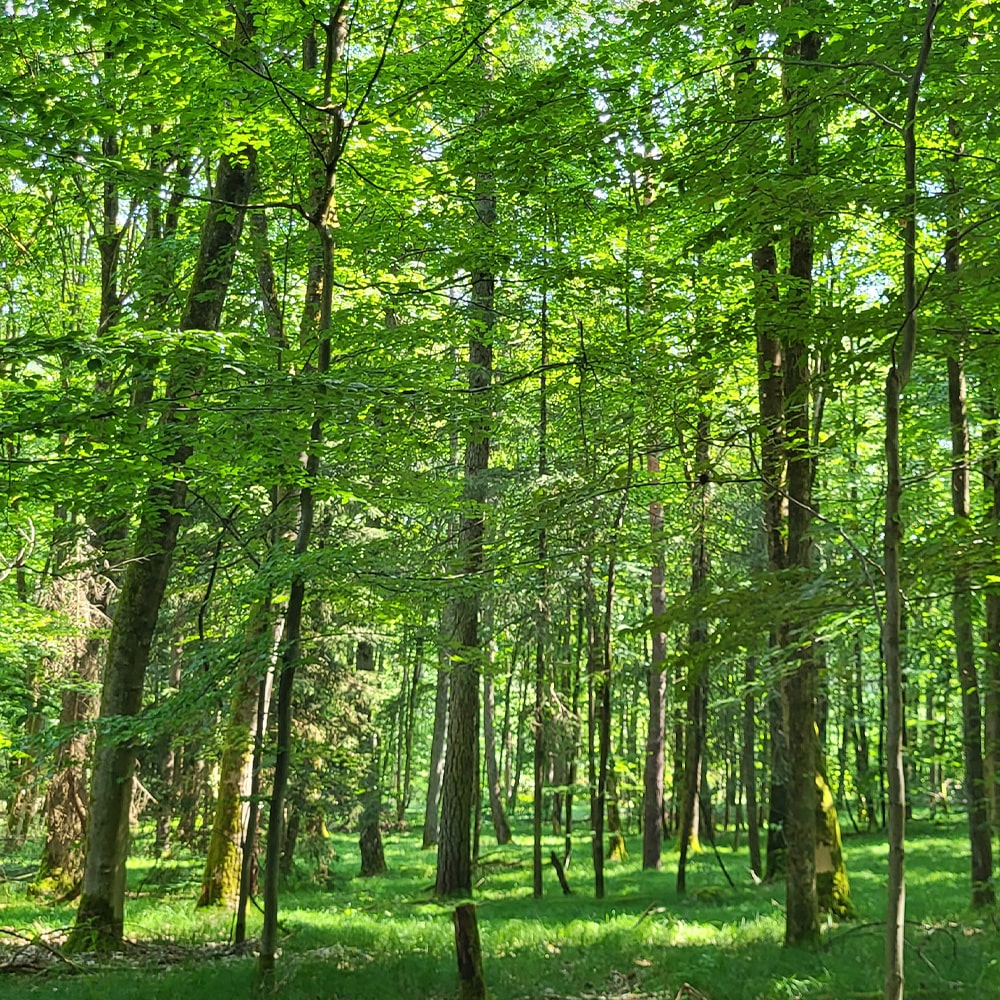 Der Steigerwald in Ebracht