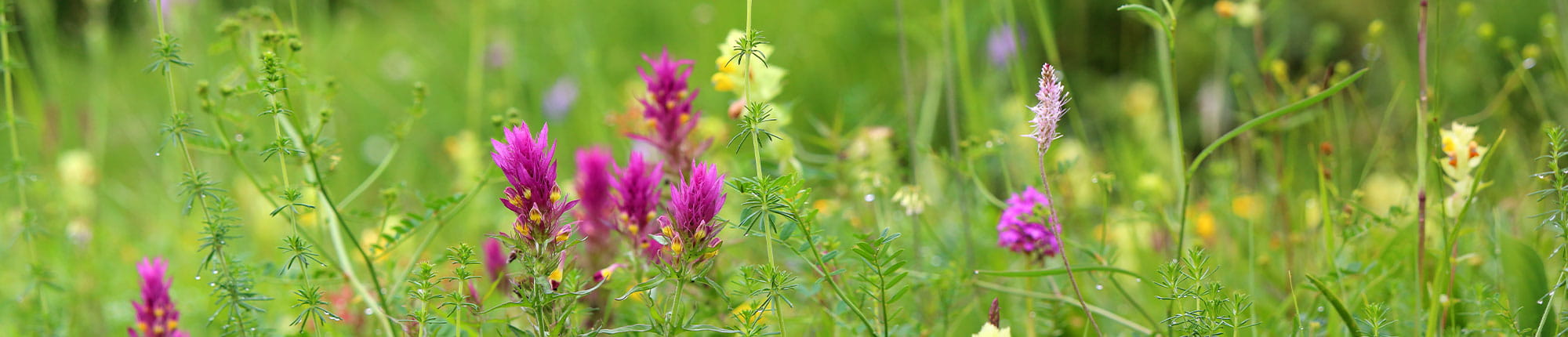 Wilde Blumenwiese