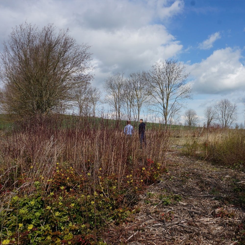 Der neue Erdheilungsplatz Badeborn befindet sich aktuell in der Wiederaufforstung