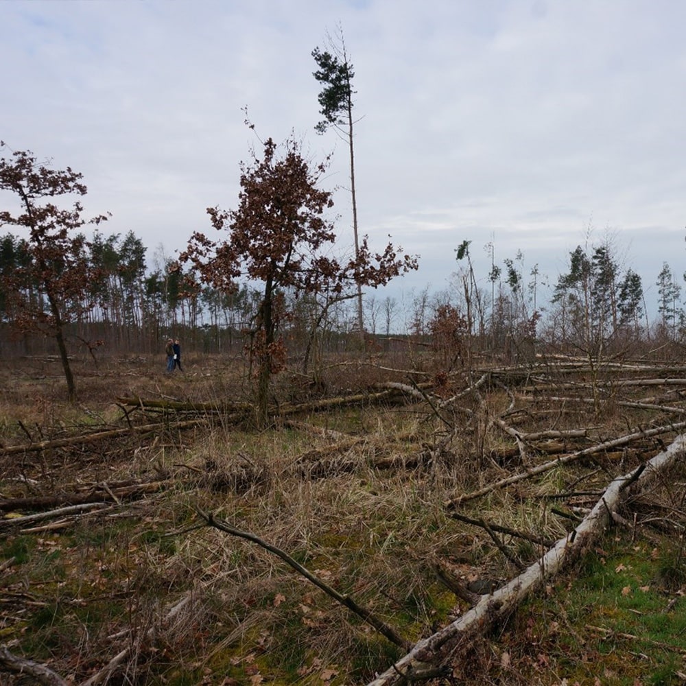 Der Erdheilungsplatz Luko Wald, der aktuell noch aus viel Totholz besteht