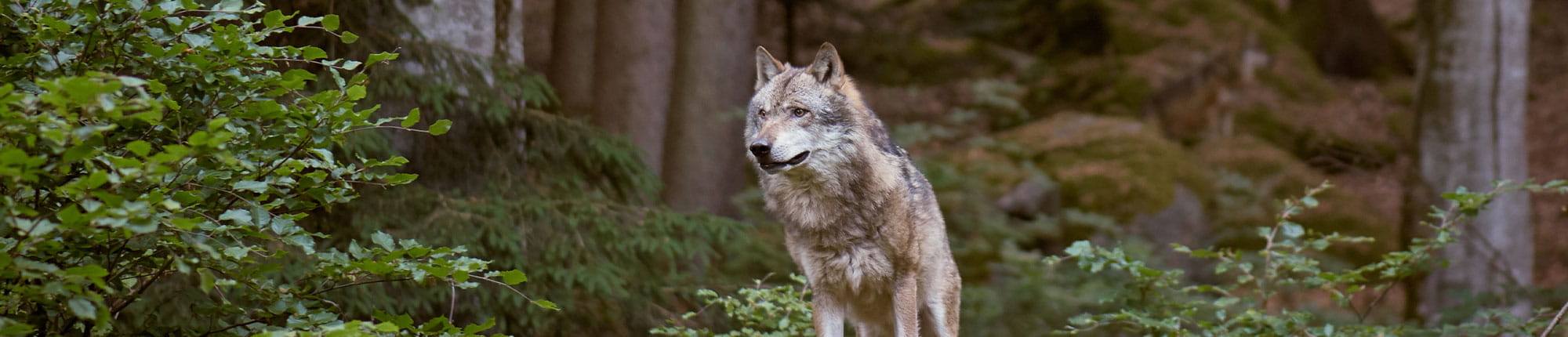 Stiftung Erdheilungsplätze - Wolfsexperte Axel Gomile