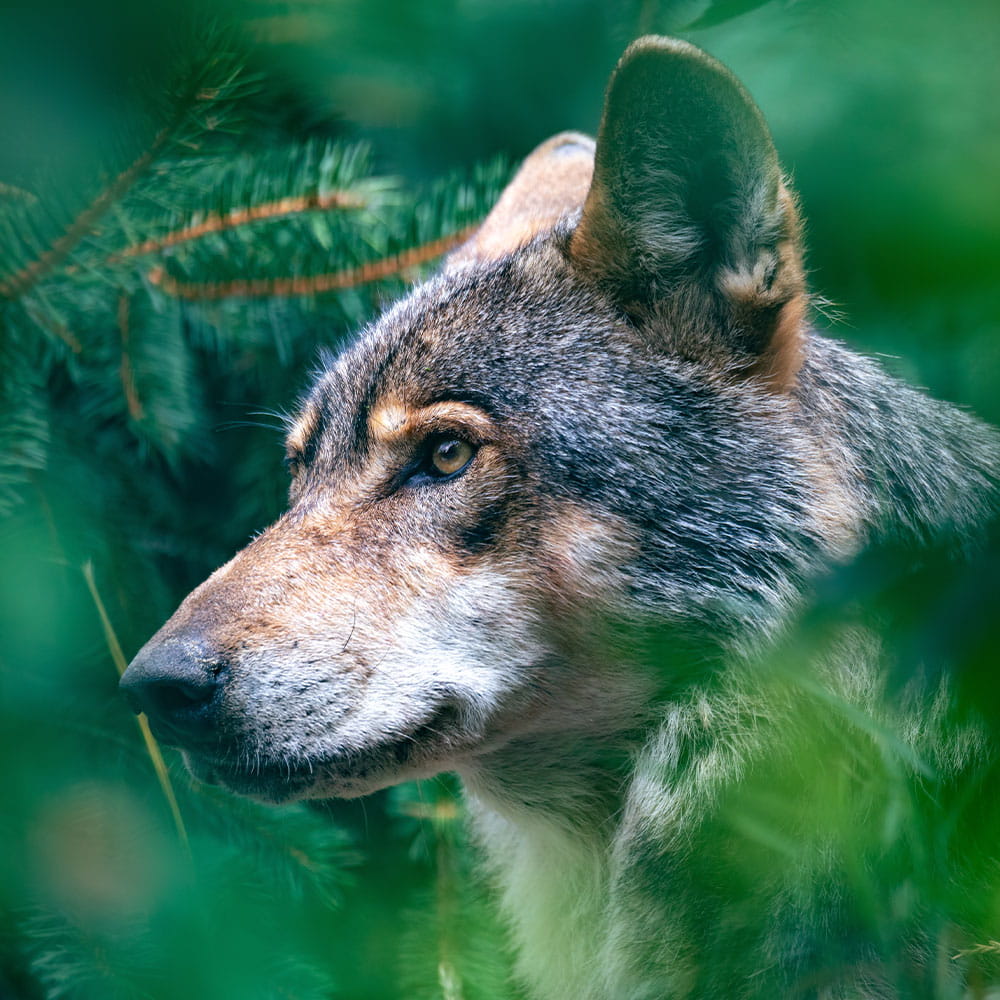 Stiftung Erdheilungsplätze - Wolfsexperte Axel Gomile