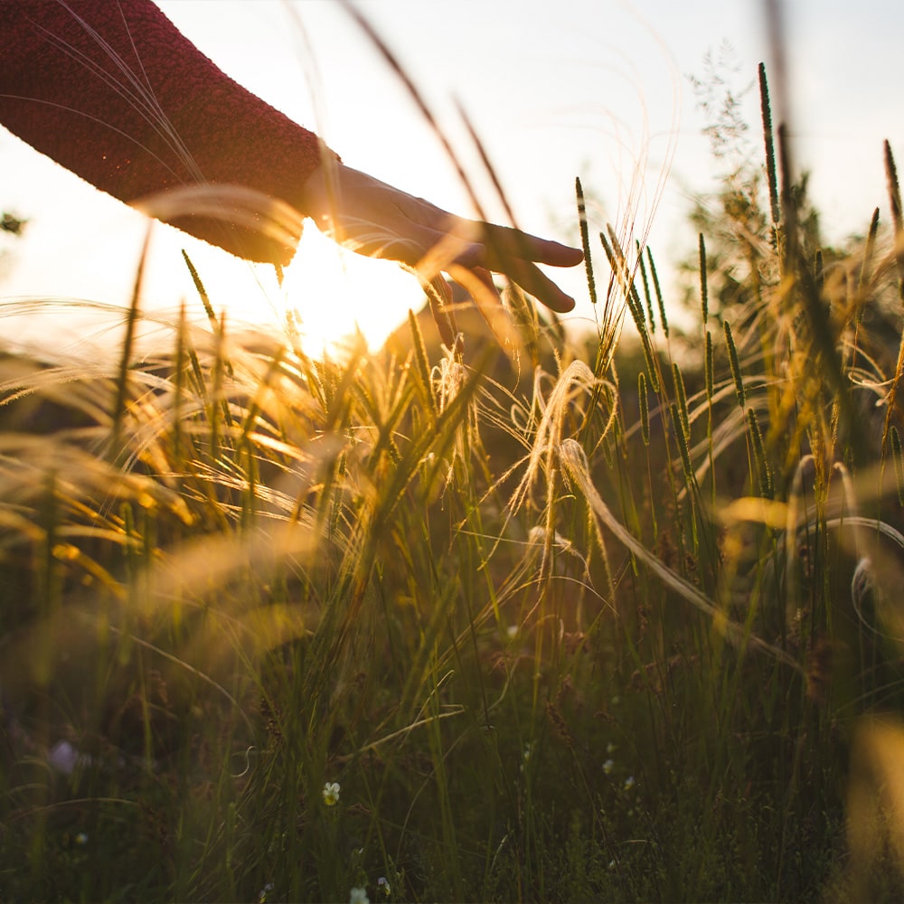 Vortrag der Stiftung Erdheilungsplätze in Wegberg Mensch in Harmonie mit der Natur - Hand streicht durch Gras