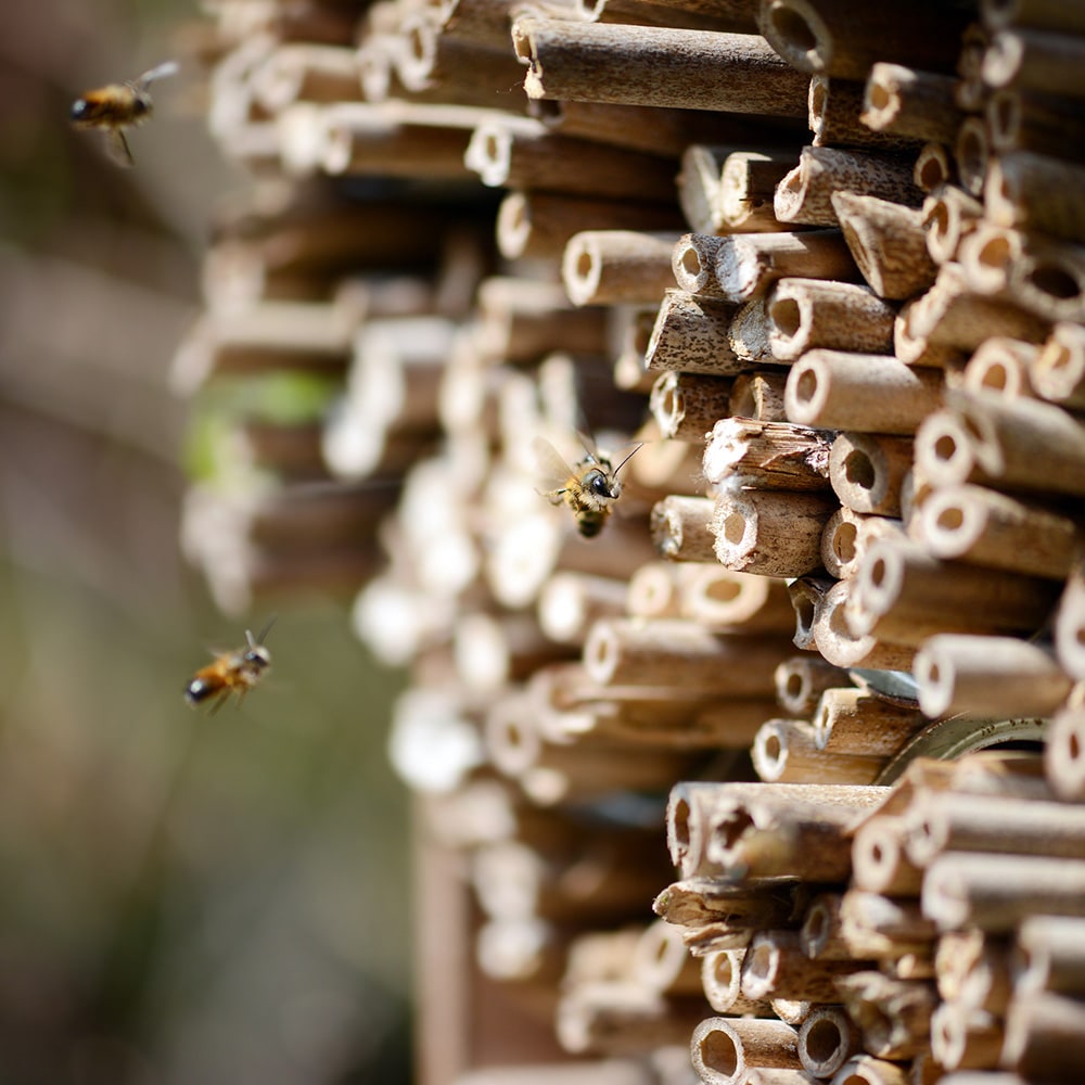 Stiftung Erdheilungsplaetze Wildbienen Lebensraum