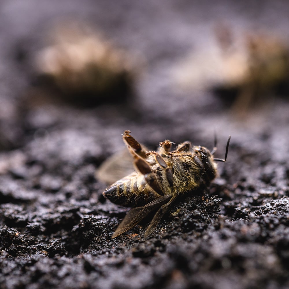 Stiftung Erdheilungsplatze Bienensterben