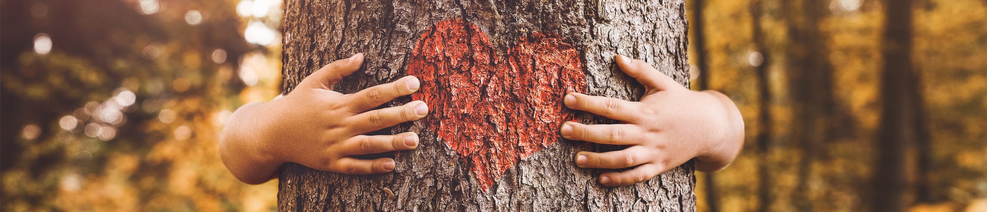 Baum Umarmung Liebe