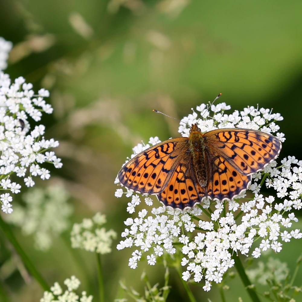 Stiftung Erdheilungsplätze Schmetterling Stiftung Erdheilungsplätze Schmetterling