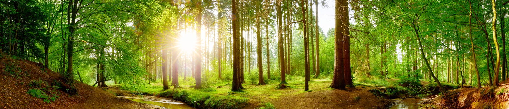 Stiftung Erdheilungsplätze Wald