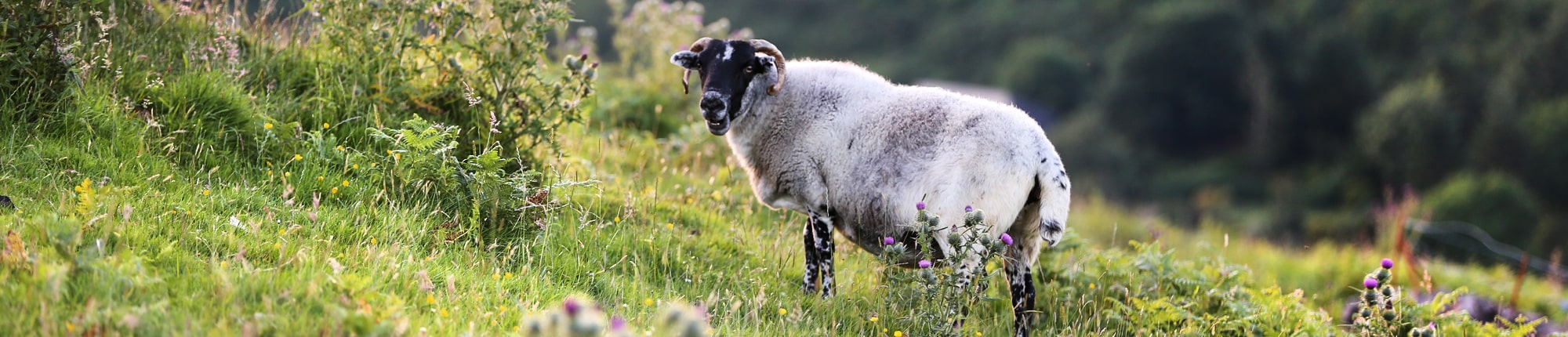 Stiftung Erdheilungsplätze Schaf