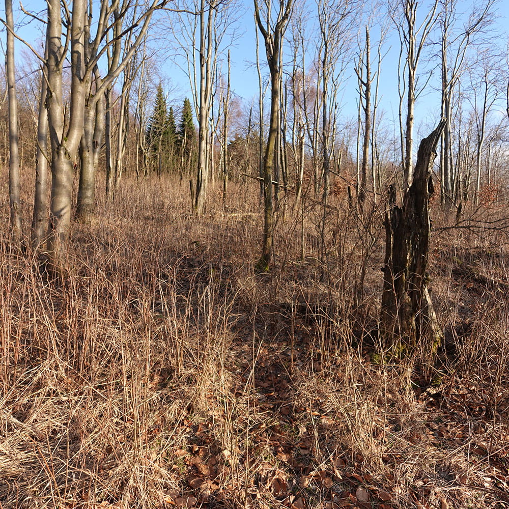 Kahle Bäume am potenziellen Erdheilungsplatz Ahornberg