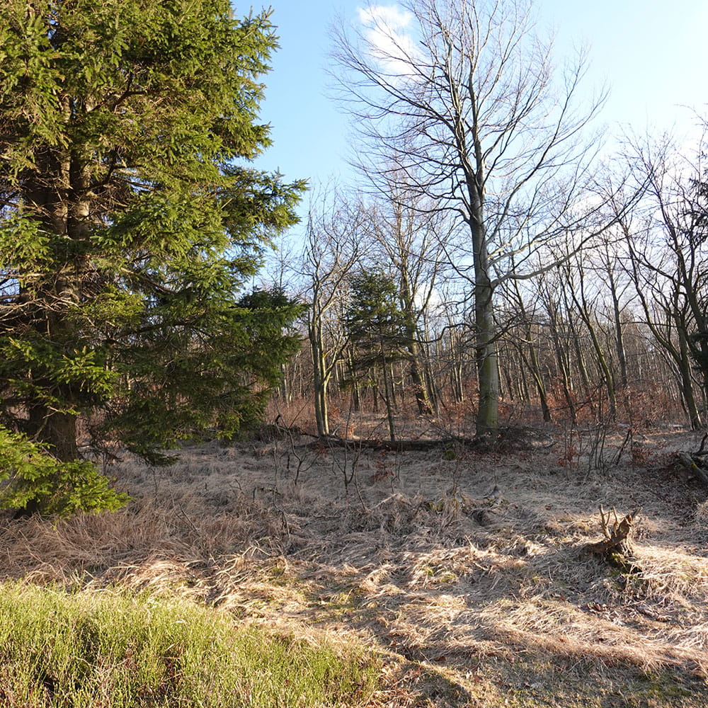 Der potenzielle Erdheilungsplatz am Ahornberg