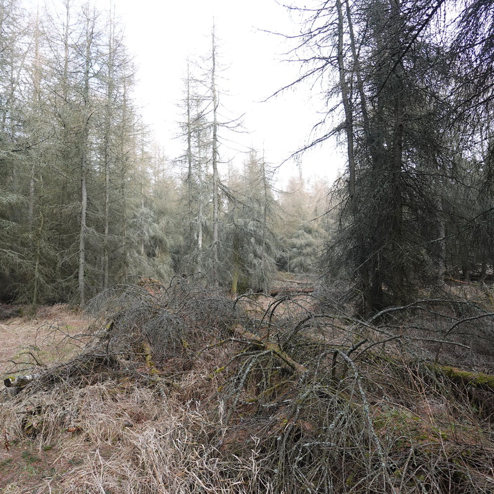 Tannen und Geäst am potenziellen Erdheilungsplatz Ahornberg