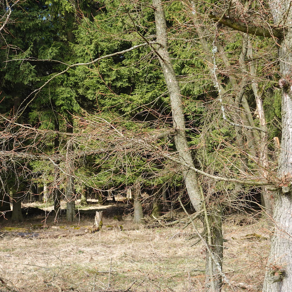 Wald und Geäst am potenziellen Erdheilungsplatz Ahornberg